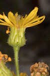 Godfrey's goldenaster